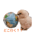 ニートのぴよたん（個別スタンプ：8）