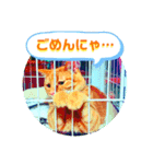 わが家のイヌネコ（個別スタンプ：3）