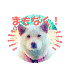 わが家のイヌネコ（個別スタンプ：4）