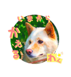 わが家のイヌネコ（個別スタンプ：6）