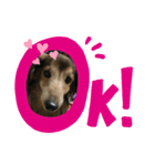 カニヘンダックスフンドパンくん（個別スタンプ：6）