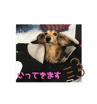 カニヘンダックスフンドパンくん（個別スタンプ：7）