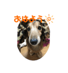 カニヘンダックスフンドパンくん（個別スタンプ：8）