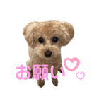 ココアとミルクと時々プッチ（個別スタンプ：8）
