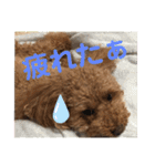 ココアとミルクと時々プッチ（個別スタンプ：16）