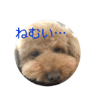 ココアとミルクと時々プッチ（個別スタンプ：17）