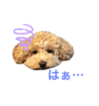 ココアとミルクと時々プッチ（個別スタンプ：21）