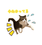 猫実写スタンプ（個別スタンプ：2）
