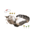 猫実写スタンプ（個別スタンプ：3）