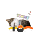 猫実写スタンプ（個別スタンプ：4）