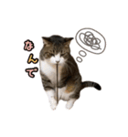 猫実写スタンプ（個別スタンプ：5）