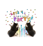 猫実写スタンプ（個別スタンプ：6）