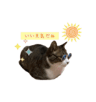 猫実写スタンプ（個別スタンプ：7）