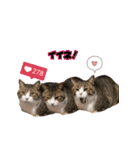 猫実写スタンプ（個別スタンプ：8）