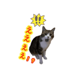 猫実写スタンプ（個別スタンプ：9）
