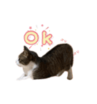 猫実写スタンプ（個別スタンプ：11）