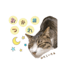 猫実写スタンプ（個別スタンプ：12）