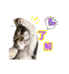 猫実写スタンプ（個別スタンプ：13）
