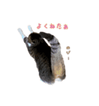 猫実写スタンプ（個別スタンプ：16）
