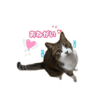 猫実写スタンプ（個別スタンプ：18）