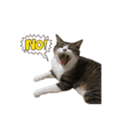 猫実写スタンプ（個別スタンプ：19）