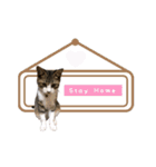 猫実写スタンプ（個別スタンプ：21）