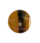 猫実写スタンプ（個別スタンプ：22）