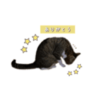 猫実写スタンプ（個別スタンプ：23）