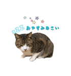 猫実写スタンプ（個別スタンプ：24）
