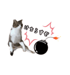 猫実写スタンプ（個別スタンプ：25）
