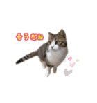 猫実写スタンプ（個別スタンプ：27）