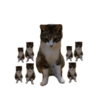 猫実写スタンプ（個別スタンプ：28）