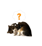 猫実写スタンプ（個別スタンプ：29）