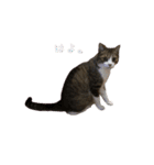 猫実写スタンプ（個別スタンプ：30）