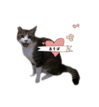 猫実写スタンプ（個別スタンプ：31）