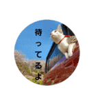 使えるトト（個別スタンプ：10）