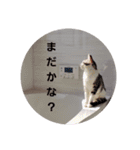 使えるトト（個別スタンプ：12）