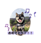 黒柴ぎん.すず（個別スタンプ：1）