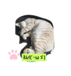 わらびくんスタンプ（個別スタンプ：7）