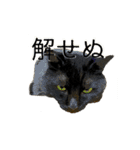 カワイイが仕事 子福と桃次郎（個別スタンプ：18）