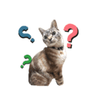 RINฅ( ˙꒳​˙ ฅ)（個別スタンプ：1）