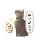 RINฅ( ˙꒳​˙ ฅ)（個別スタンプ：3）