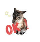 RINฅ( ˙꒳​˙ ฅ)（個別スタンプ：4）