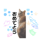 RINฅ( ˙꒳​˙ ฅ)（個別スタンプ：8）