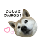 柴犬わんわん3（個別スタンプ：1）