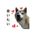 柴犬わんわん3（個別スタンプ：2）
