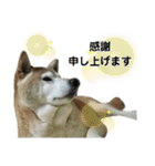 柴犬わんわん3（個別スタンプ：3）