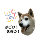 柴犬わんわん3（個別スタンプ：4）