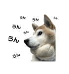 柴犬わんわん3（個別スタンプ：5）