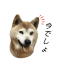 柴犬わんわん3（個別スタンプ：6）